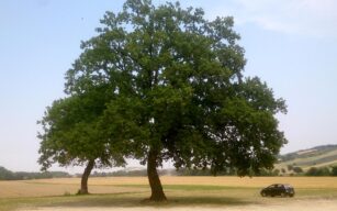 All’ombra della grande Quercia – Castello Dub