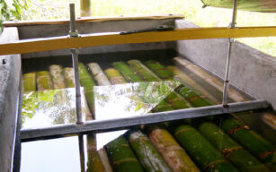 Come trattare il bamboo: immersione in acqua/soluzione