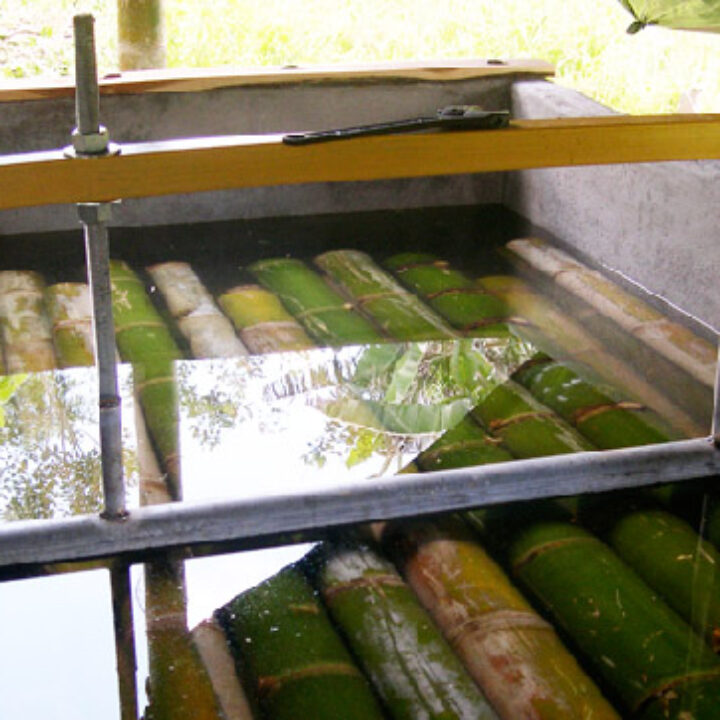 Come trattare il bamboo: immersione in acqua/soluzione