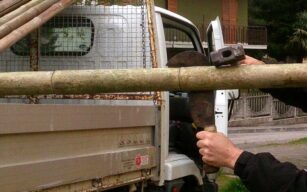 Splitting Bamboo e prima cupola in bamboo