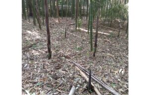 Crescita di un germoglio di Bambù