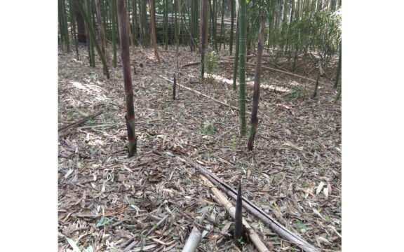 Crescita di un germoglio di Bambù