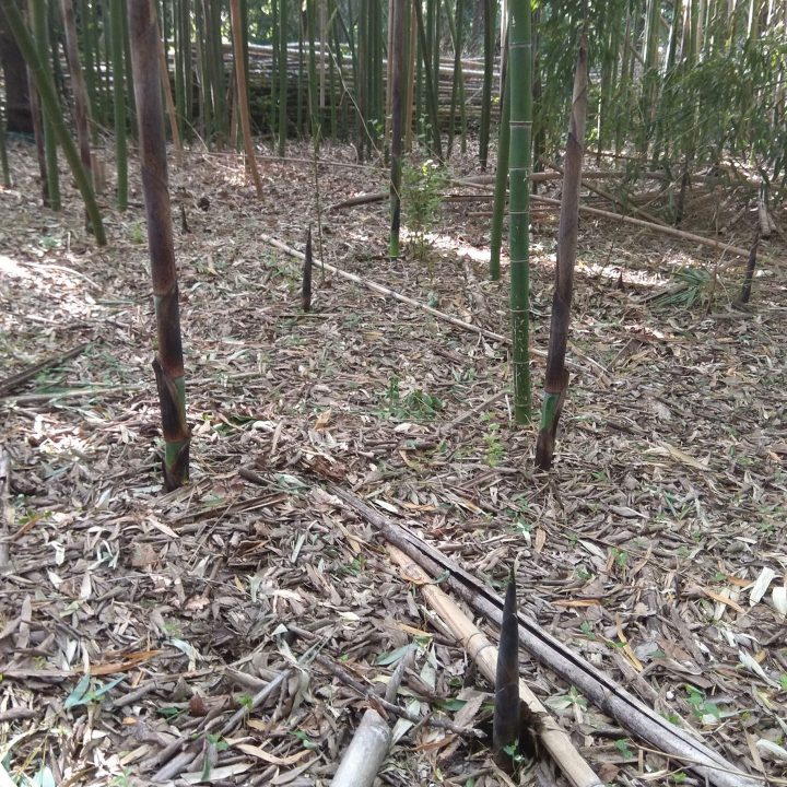 Crescita di un germoglio di Bambù