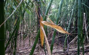 Le potenzialità degli spazi marginali: bambuseti dimenticati