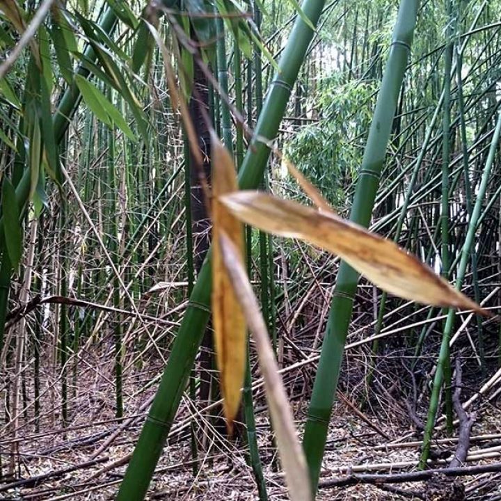 Le potenzialità degli spazi marginali: bambuseti dimenticati