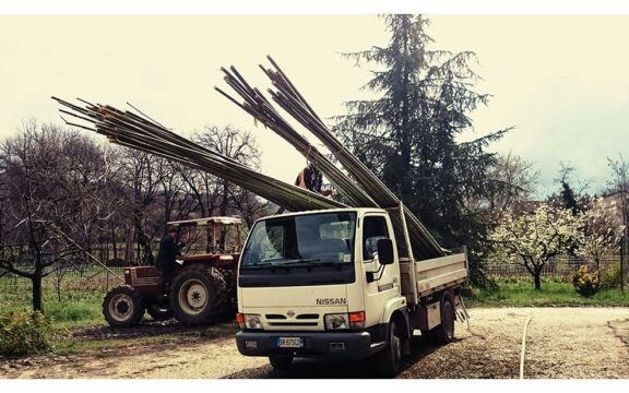 Raccolta e stoccaggio canne di bambù