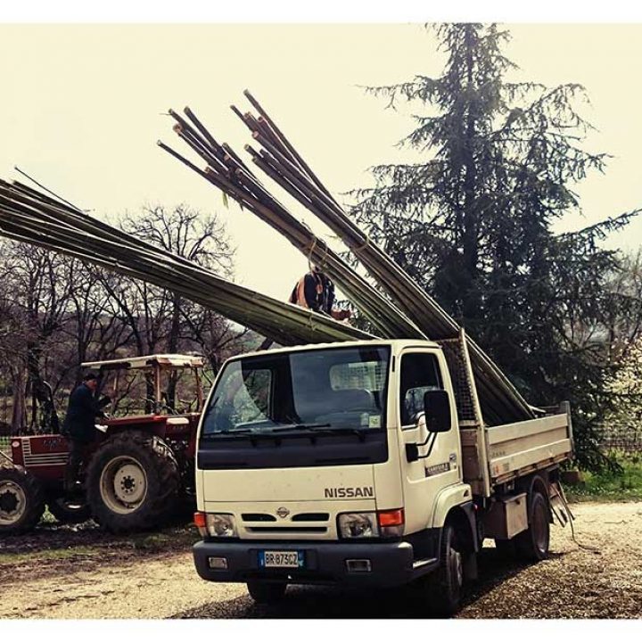 Raccolta e stoccaggio canne di bambù