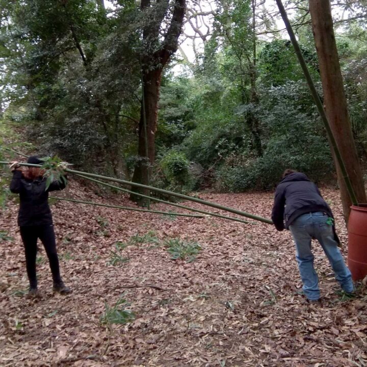 Come trattare il bamboo: Tecnica del secchio