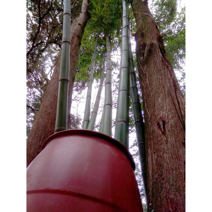 Trattamenti per il bamboo: Tecnica bucket