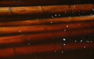 Come trattare il bambu: i tipi di soluzioni