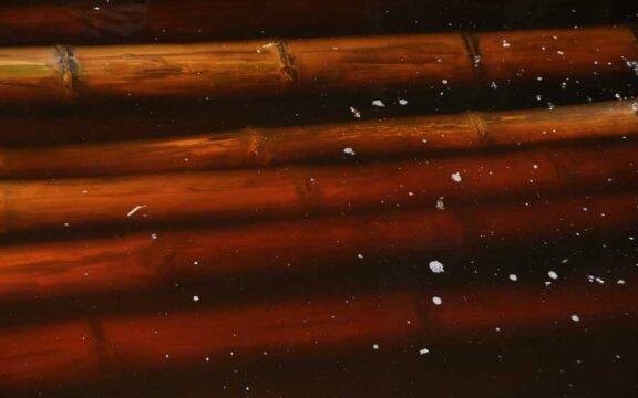 Come trattare il bambu: i tipi di soluzioni