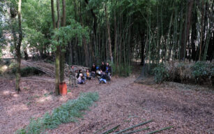 Collaborazioni accademiche: taglio ed essiccazione di culmi di bamboo