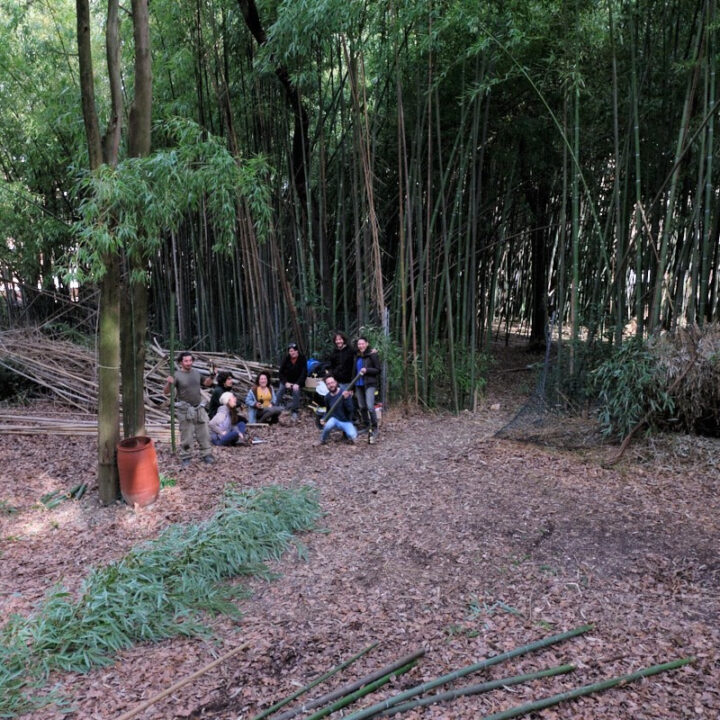 Collaborazioni accademiche: taglio ed essiccazione di culmi di bamboo