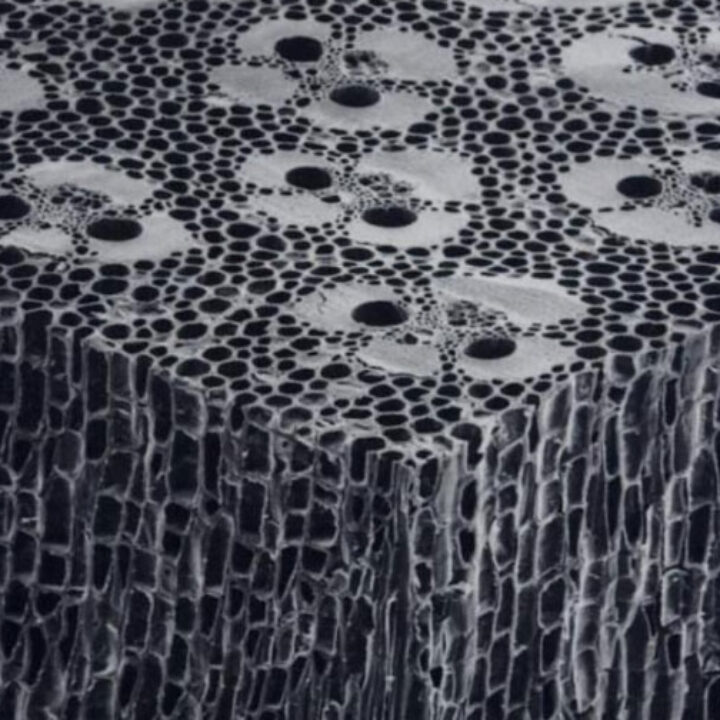 Struttura interna di una canna di bamboo