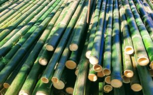 Come tagliare e dividere le canne di bamboo