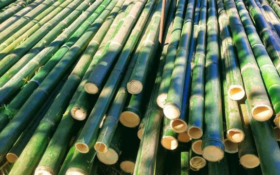Come tagliare e dividere le canne di bamboo