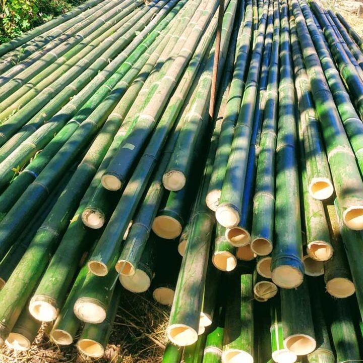 Come tagliare e dividere le canne di bamboo