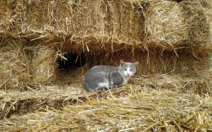 4 segreti per costruire una casa in paglia a regola d’arte