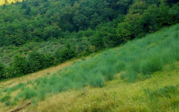 Agricoltura Sintropica: successione ecologica