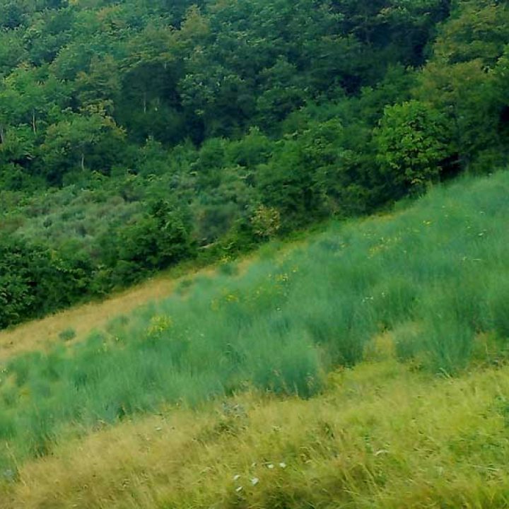 Agricoltura Sintropica: successione ecologica