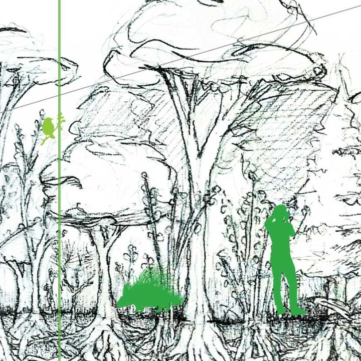 Agricoltura sintropica: la catalogazione delle piante nella successione ecologica