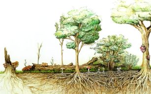 Agricoltura sintropica: Il bioma del suolo e l’importanza della rizosfera