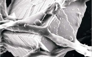 Agricoltura sintropica: le micorrize e l’importanza di avere un terreno sempre coperto