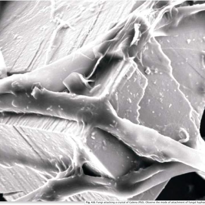 Agricoltura sintropica: le micorrize e l’importanza di avere un terreno sempre coperto