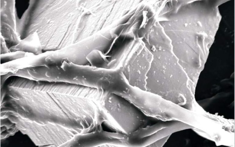 Agricoltura sintropica: le micorrize e l’importanza di avere un terreno sempre coperto