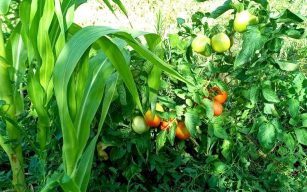 Agricoltura sintropica: Esempio di un sistema agricolo sintropico