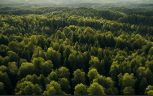 Agricoltura Sintropica: la stratigrafia forestale in natura e nei sistemi agricoli sintropici