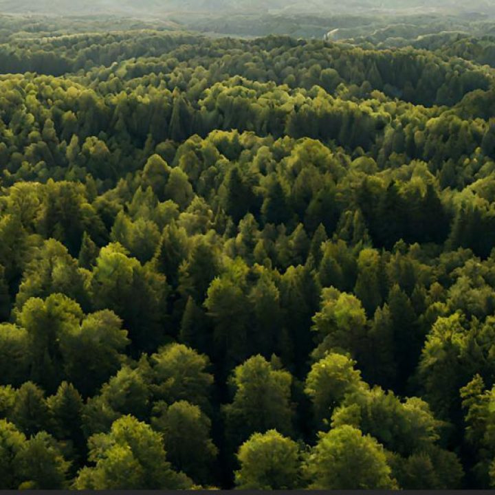 Agricoltura Sintropica: la stratigrafia forestale in natura e nei sistemi agricoli sintropici