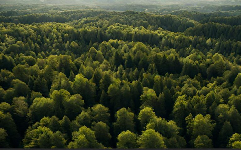 Agricoltura Sintropica: la stratigrafia forestale in natura e nei sistemi agricoli sintropici